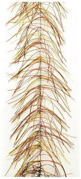Veniard Wiggle Hackle - casapintat - VENIARD
